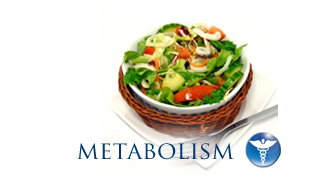 Metabolism